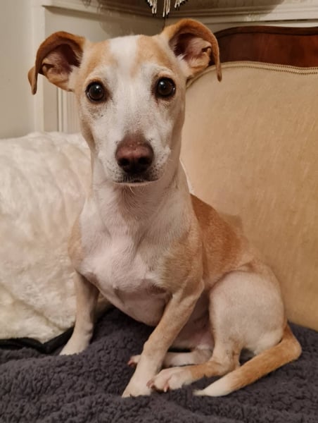 ❤️GOYO❤️       ❗In Deutschland auf einer Pflegestelle ❗