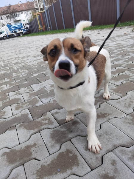 Aktiver COOPER sucht sein Für-immer-Zuhause!