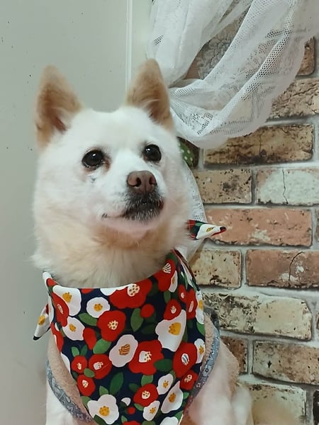 little Lilly , letzter Versuch diesen kleinen Schatz zu vermitteln