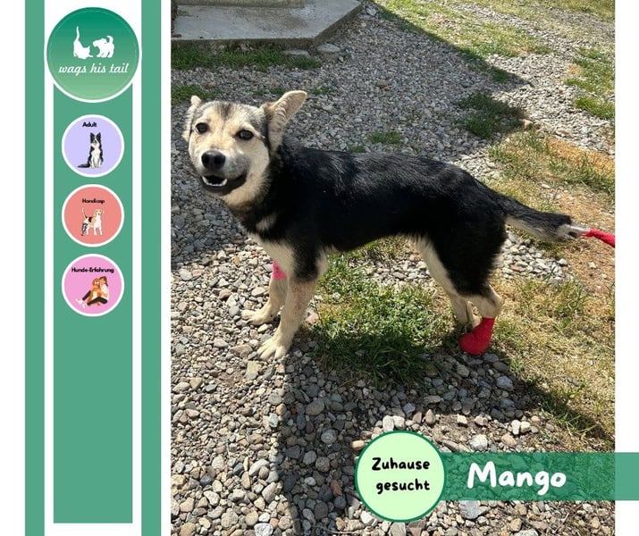 Mango - Kleiner Kämpfer sucht sein Zuhause ❤️