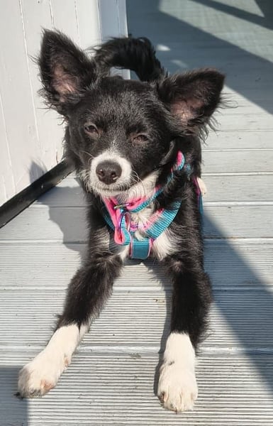 Lory sucht ihr für immer Zuhause