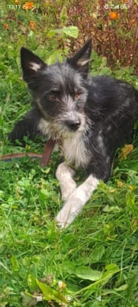 Kleiner Terrier Rem sucht liebevolle Familie
