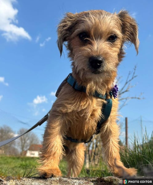 Gabby, kleines Herz hat große Träume, PS in 04552 Borna