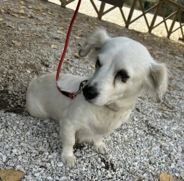 Rosa: Zauberhafter Sonnenschein