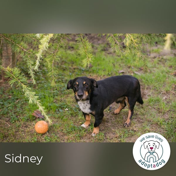Sidney: Ein Wunder auf vier Pfoten