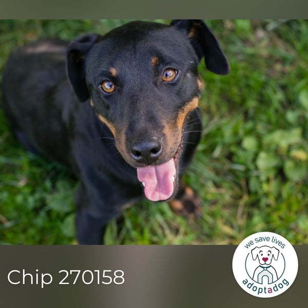 Chip 270158: sucht ein Zuhause
