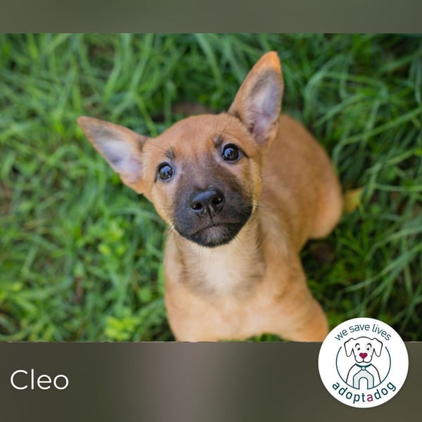 Cleo: Hundekind sucht ein Zuhause