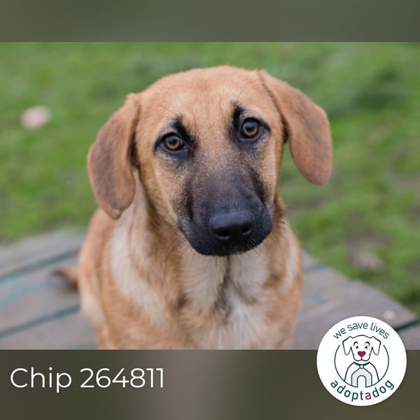 Chip 264811 sucht ein Zuhause