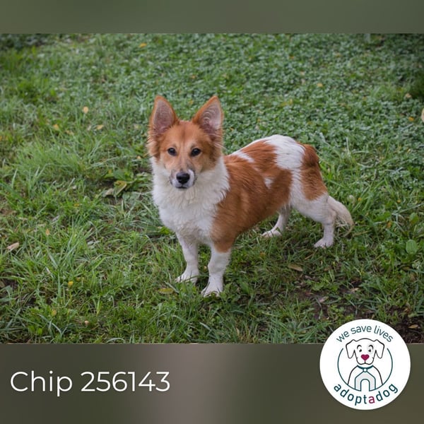 Chip 256143: Hundekind sucht ein Zuhause
