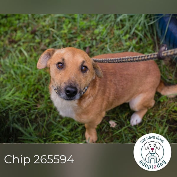 Chip 265594: Sucht ein Zuhause