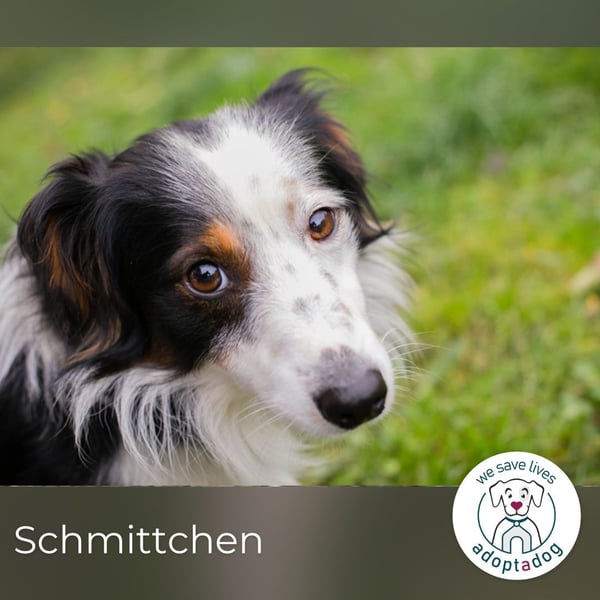 Schmittchen: Junghund sucht ein Zuhaus