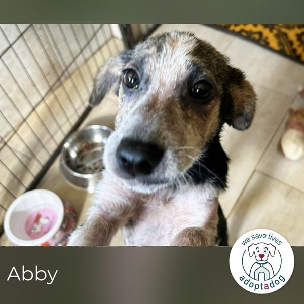 Abby: Hundekind sucht ein Zuhause