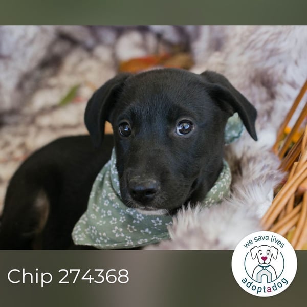 Chip 274368: Hundekind sucht ein Zuhause Mama Nada