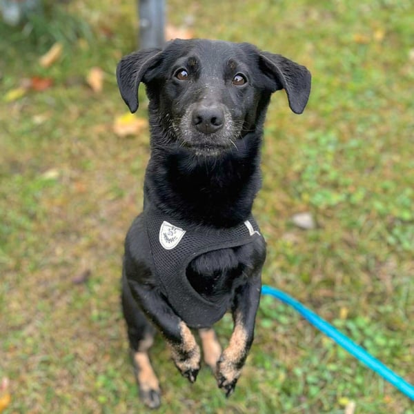 Tyson - umgänglicher Alltagsbegleiter