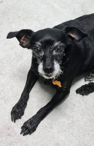 Paca - graue Schnute sucht jemanden für Streicheleinheiten