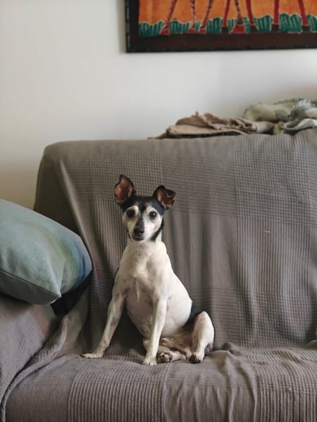 Quenepo - Seniorenrüde sucht ruhigen Altersruhesitz