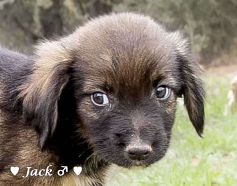 Jack, John und Jim suchen ab Januar ein Zuhause