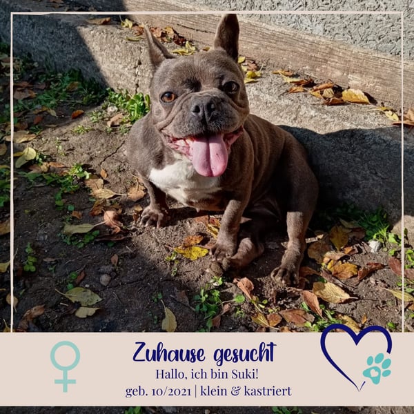 Suki - verschmuste Französische Bulldogge