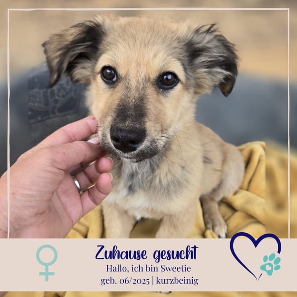 Sweetie - aufgeweckt und neugierig sucht ihr Zuhause