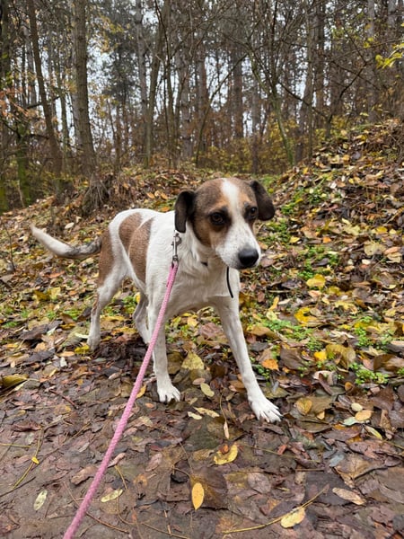 Csiri, süßes Mischlingsmädchen geb. 2021