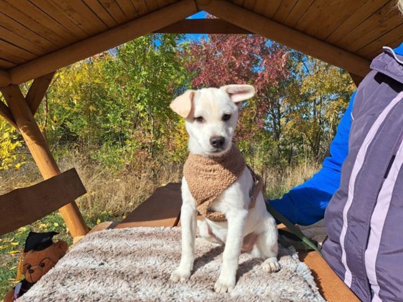 Lio, fröhlicher Welpenmann, ca. 3 Monate, ca. 29 cm, ca. 5 kg