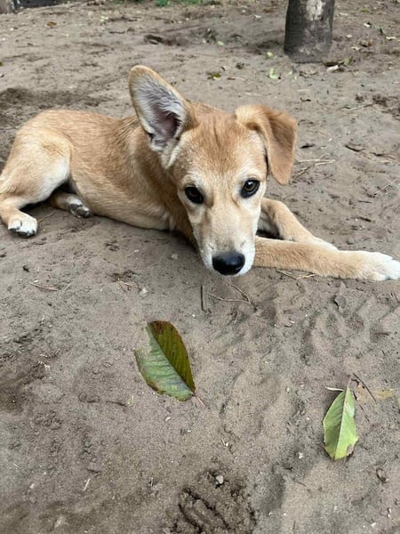 Stefi, angehende Herzensbrecherin, ca. 7 Monate, ca. 9 kg, ca. 40cm