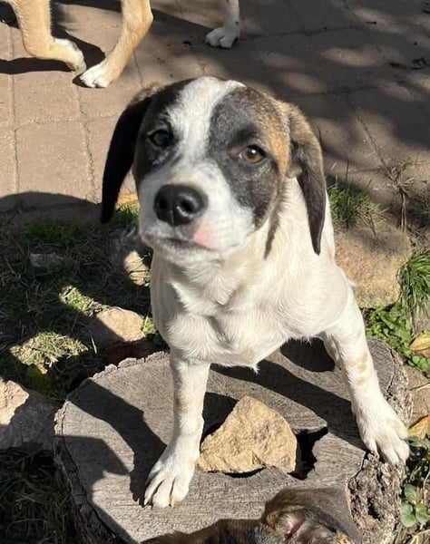 Vesna, liebevolle Zaubermaus, ca. 5 Monate, ca. 40 cm, ca. 9 kg