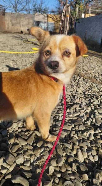 Drops sucht sein Glück