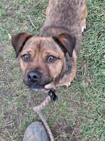 Smarty sucht sein Glück