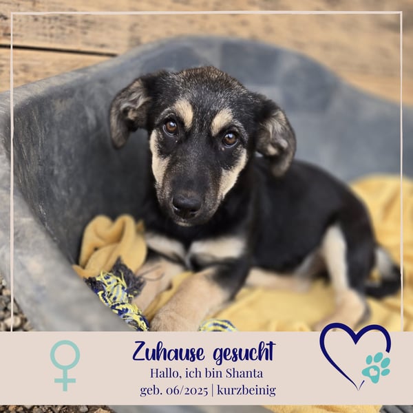 Shanta - Gelassenheit und Harmonie strahlt ihr Name aus - sie sucht dich