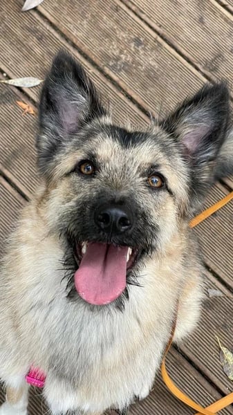 Bella sucht zuhause für immer