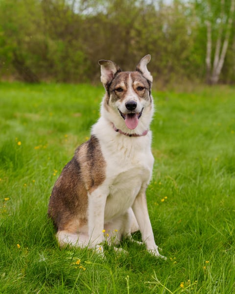 Traum zuhause für Choppy gesucht