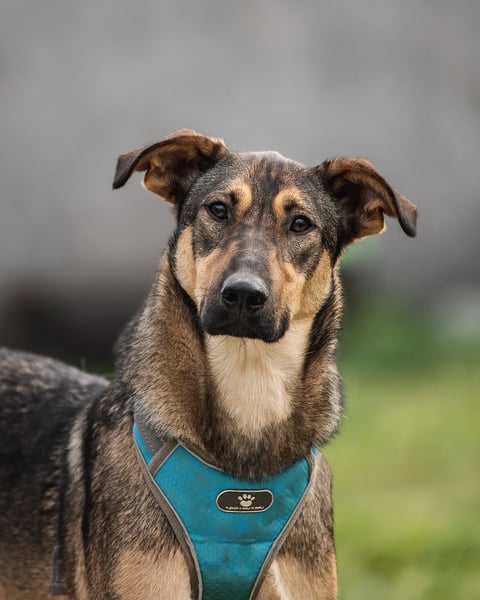 Mutiger Krosh sucht aktive Familie