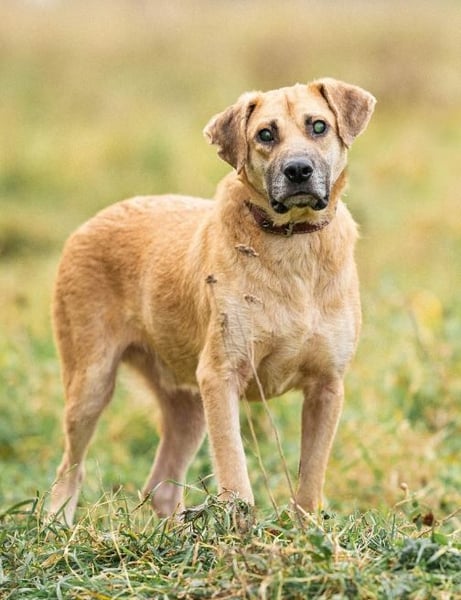 Blind und Taub sucht Pryanik seine Familie