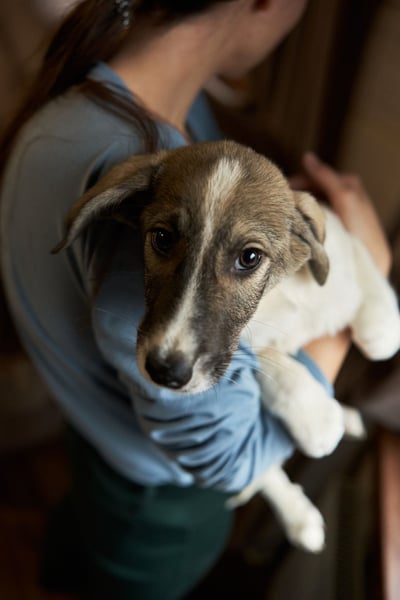 Wer will Harvi die Welt zeigen?!