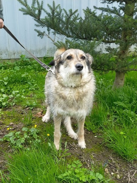 Wuschel Marta wartet auf ihre Menschen