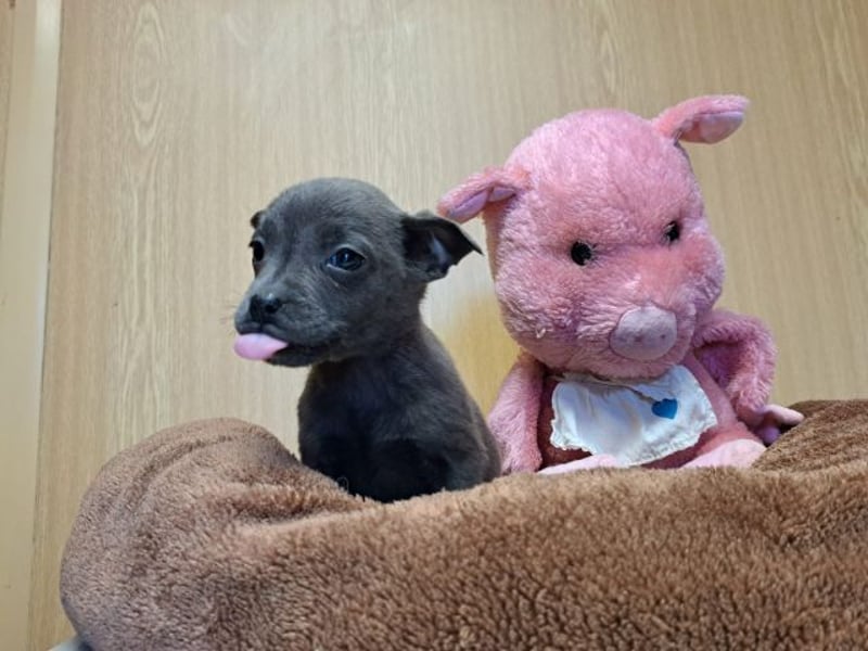 Misty, zartes Welpenmäuschen, ca. 3 Monate, ca. 14 cm, ca. 1 kg