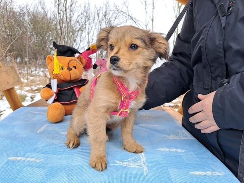 Holly, zartes Welpenmädel, ca. 3 Monate, ca. 21 cm, ca. 3 kg *bald in 81737 München*