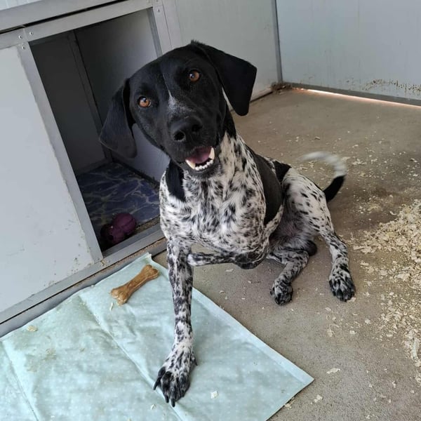 Handicap Fellnasse Lenny sucht ein Zuhause für immer