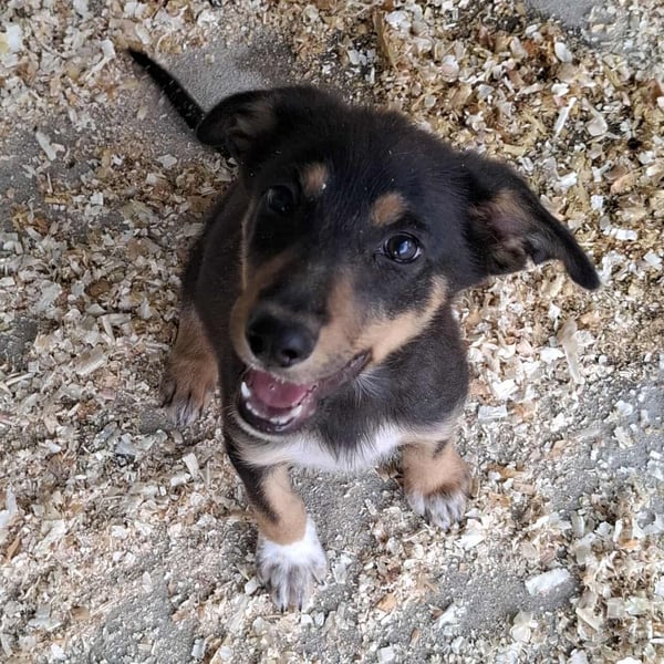 Welpen- Mädchen Kira sucht ein Körbchen