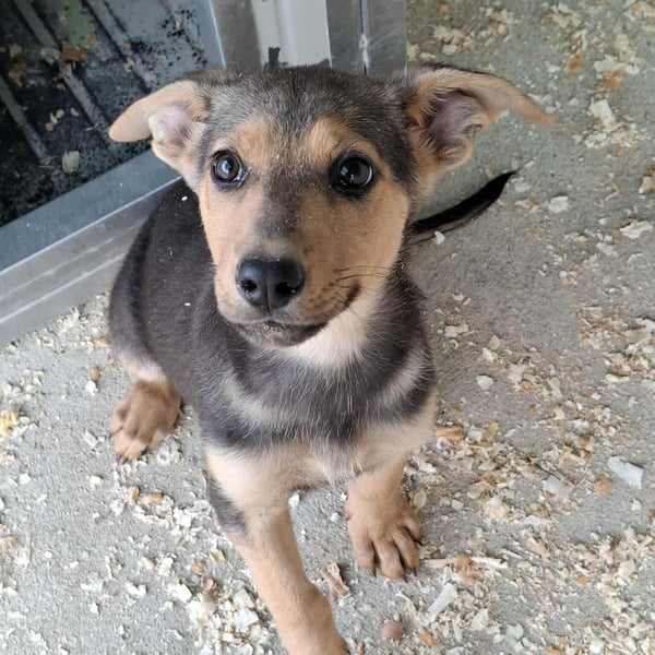 Welpen- Mädchen Mira sucht ein Körbchen