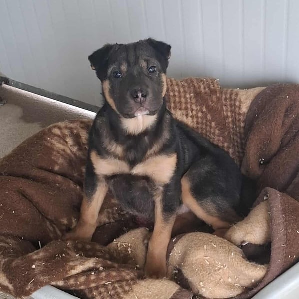 FANNY auf der Suche nach ihren Menschen