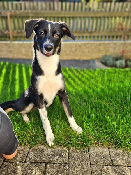 Phoebe - Glückshündin&Kamofkuschlerin