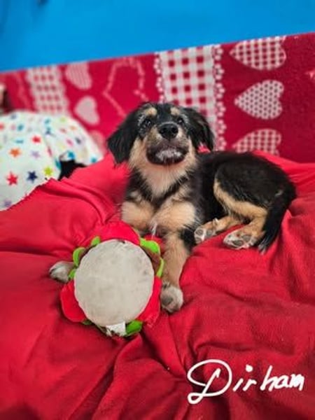 DIRHAM ❤️ liebevoller Athlet, Pflegefamilie Erkelenz