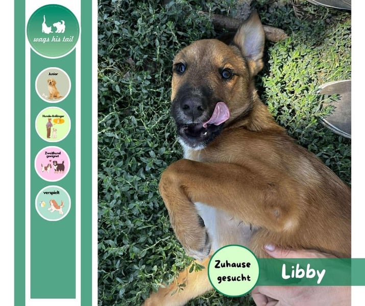 Libby - Kleiner Wirbelwind sucht eigene Familie ❤️