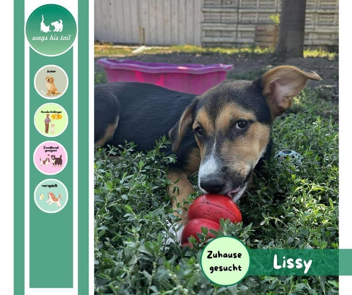 Lissy - Auf der Suche nach ihrem Traumkörbchen ❤️