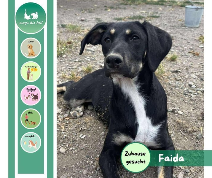 Faida - Freude auf vier Pfoten ❤️