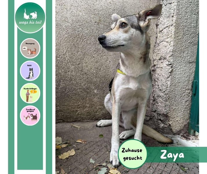 Zaya – eine sanfte Seele sucht ihr Glück ❤️