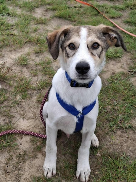 Ozzy - ein junger Wirbelwind