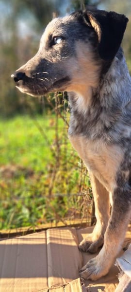 Spot sucht seine Menschen